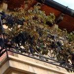 Плодоношение винограда на балконе